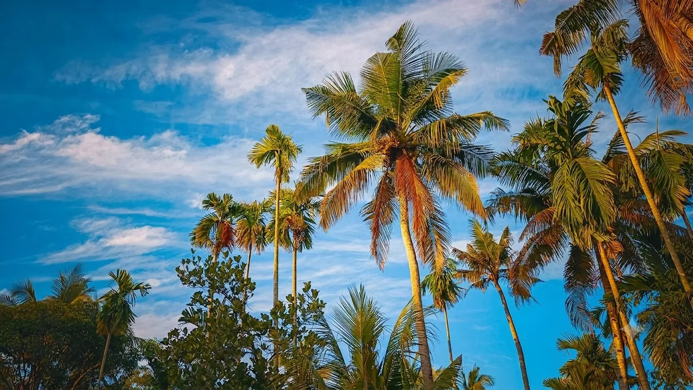 Kerala Tour Packages