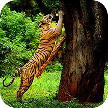 Kerala Wild life