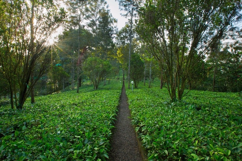 Hill Stations & Backwater Tour