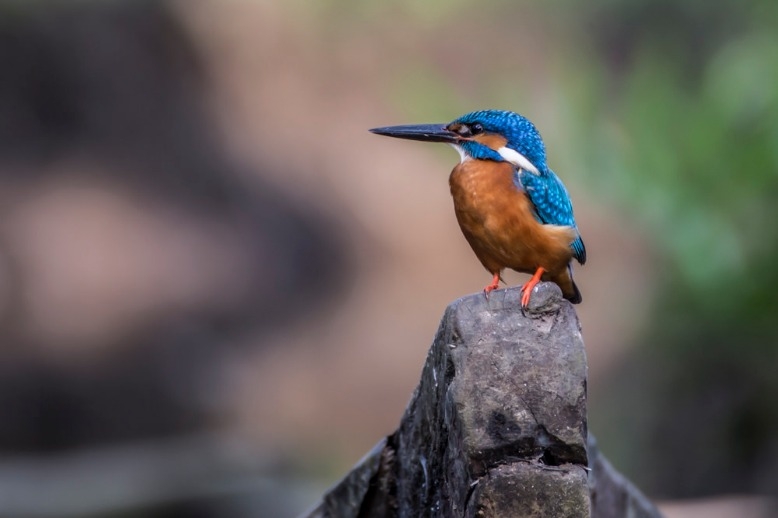 Best of Kerala Tour