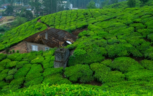 Athirapally - Munnar (130km/ 4hrs)