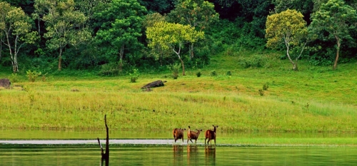 Munnar - Thekkady (120 km/ 3hrs)