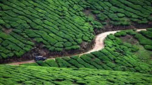 Cochin - Munnar (130km/4.30hrs)