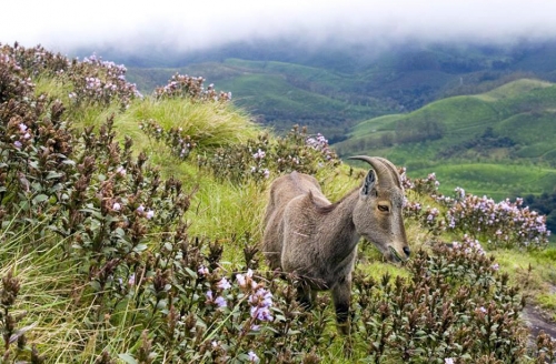 Munnar
