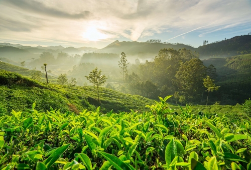 Ooty