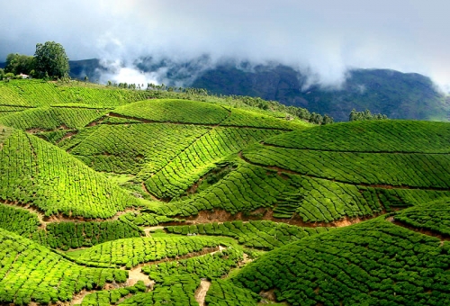 Cochin - Munnar (130km/4.30hrs)