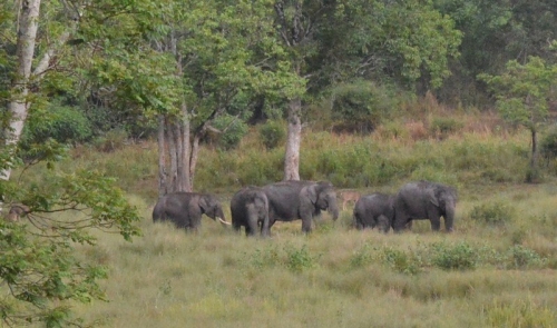 Wayanad