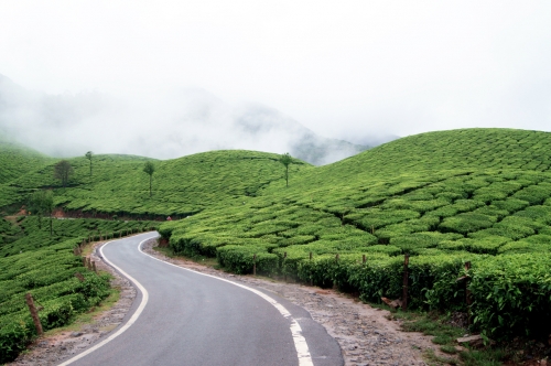 Cochin - Munnar (130km/4.30hrs)