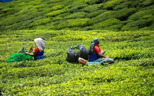 Cochin - Munnar (130km/4.30hrs)
