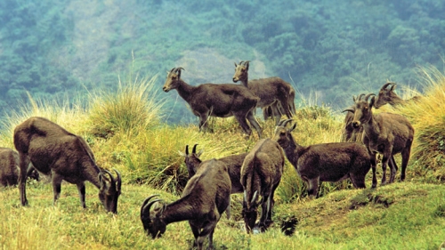 Munnar