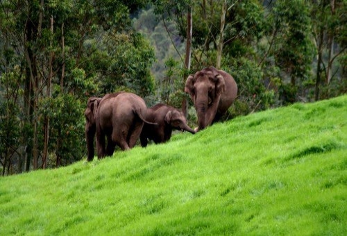 Munnar