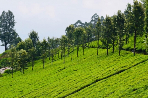 Coimbatore-Ooty (03 Hrs/09 Km)
